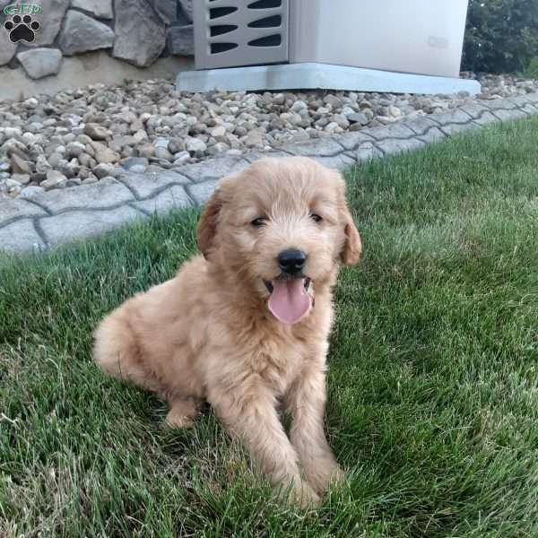Beauty, Mini Goldendoodle Puppy